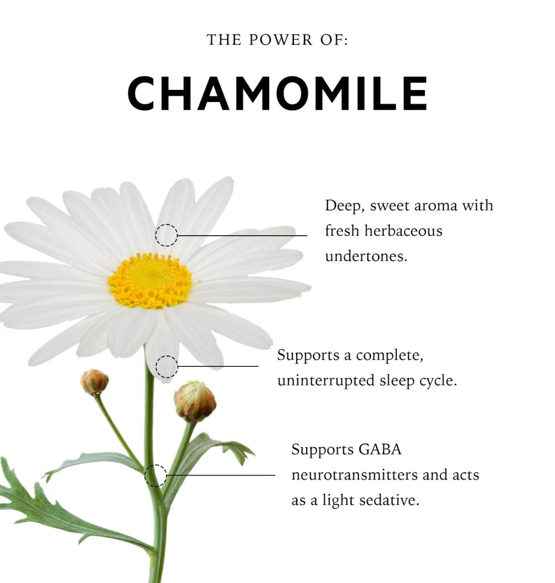 The Gift of Good Sleep Roman Chamomile